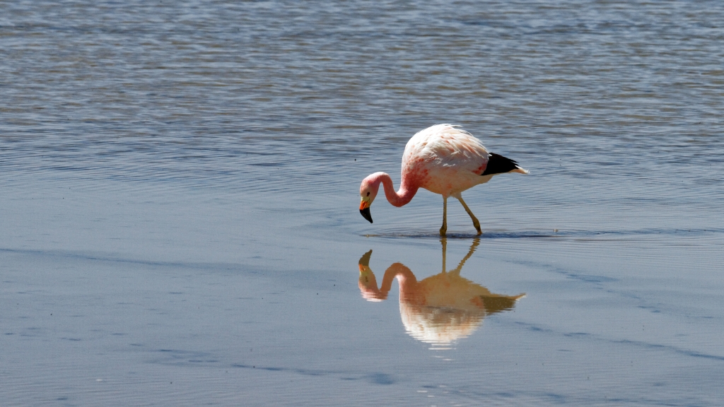 01 - Désert d'Atacama (15) - Laguna Chaxa.jpg
